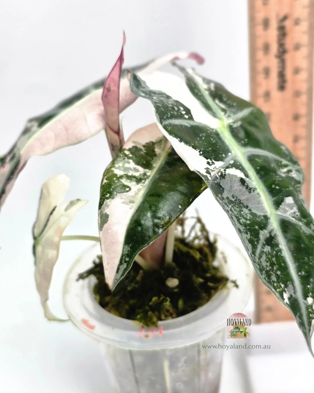 🍂 Alocasia Venom Corm Grown — Hoyaland Rare Plants Australia